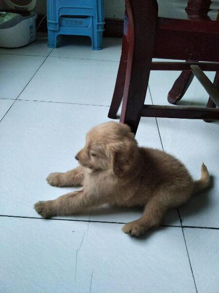 小金毛喜欢吃鞋子,遇到香港脚直接熏吐了