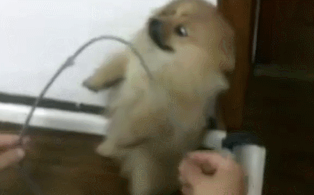 汪星人趁主人不在家咬断网线,主人审问时:这家伙竟当场装晕倒