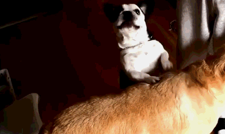 在小零食的诱惑下,斗牛犬轻而易举的学会了给金毛按摩