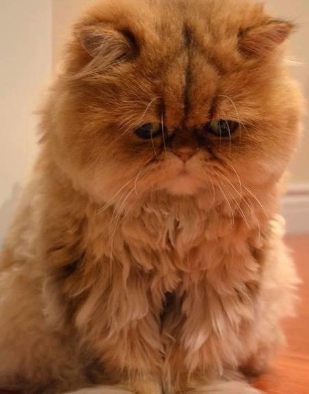 一只看着十分伤心的猫咪 一脸郁闷 网友:我抑郁症都快