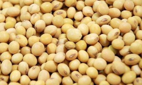 大豆 每天保证早餐能喝上一碗大豆类煮的养生粥,因大豆至少含有5种