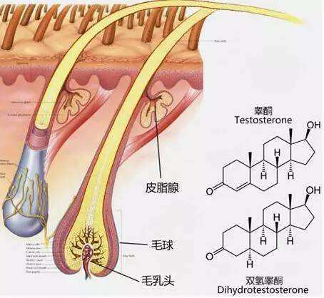 生姜涂抹肥肠可逆?脂溢性培训不生发?你陷石门头皮脱发图片