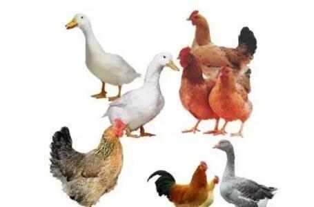 鸡、鸭、鹅的肉有什么区别, 哪个最有营养最好