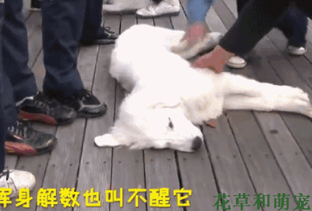 狗狗遛弯时突然倒地不起,路人:你这狗子怕是不行了