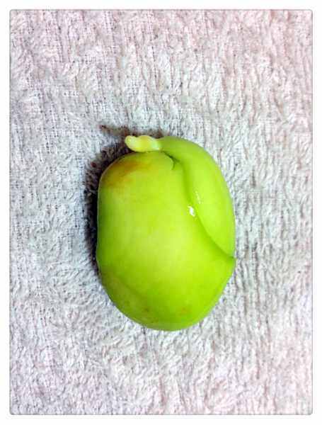 只要5步,菠萝蜜种子变盆栽,一个月变出小树来