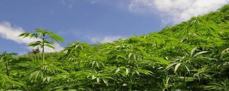 工业大麻又称"火麻"汉麻,用途广泛,受益人群众多.