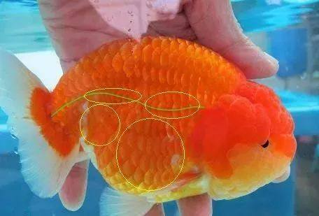 金鱼体表充血严重程度的判断与治疗!