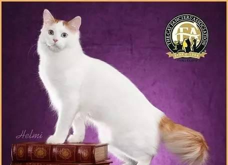 每日一猫:土耳其梵猫,世界上最贵的猫!