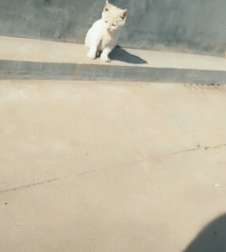 主人训练猫咪捉老鼠,把老鼠绑起来,猫咪淡定不捉!