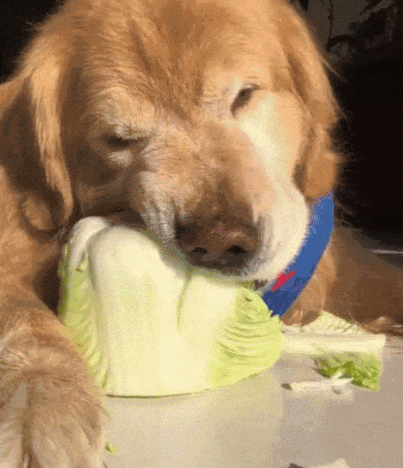 一只被佛祖点化过的狗,只吃素不吃荤,与白菜是世仇!