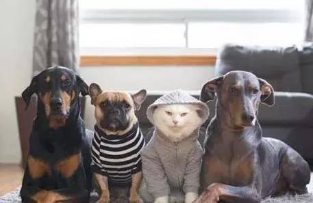 一只猫和三只狗狗，谁是老大?