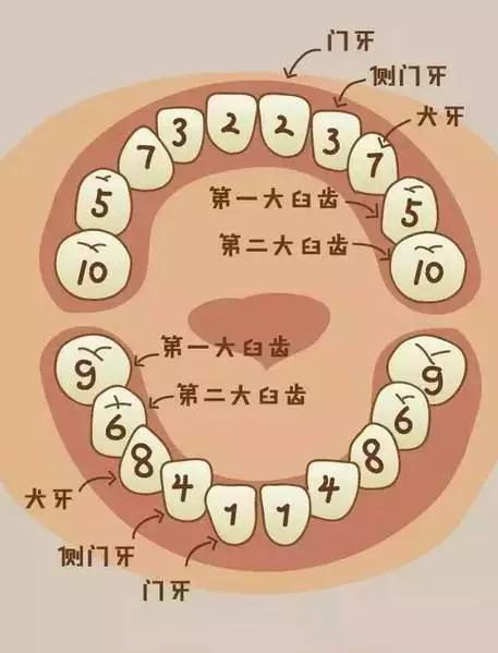 萌萌哒!父母必知的小孩掉牙急救手绘漫画!