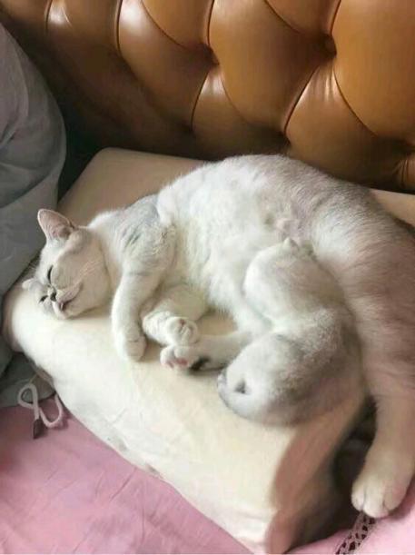 猫咪要生宝宝了, 猫爸急得团团转, 对宝宝温柔转身却对主人超级凶