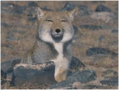 世界上最丑的狐狸,藏狐天生一张方形面瘫脸