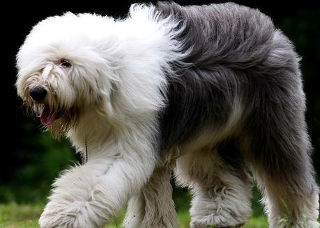 中文学名:古代牧羊犬 别 称:古牧,截尾犬 分布区域:英国,美国.