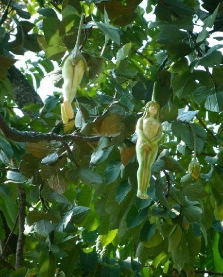 镇元子的人参果为何长得像婴儿?提示了神仙圈