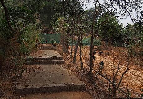 2018绿壳蛋鸡苗多少钱一只?散养绿壳蛋鸡500