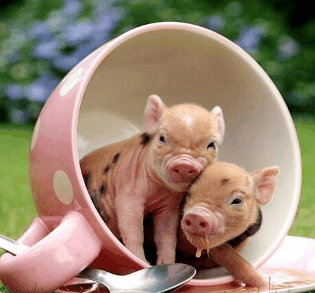 最小的猪微型猪, 长大后都不足10斤的宠物猪