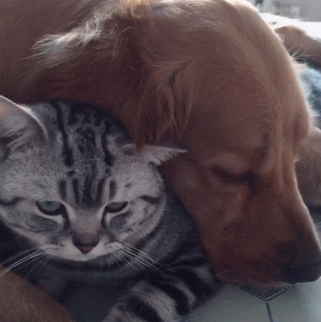 壁纸 动物 狗 狗狗 460_462 gif 动态图 动图