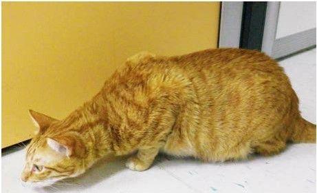 猫咪生病时的警讯（二）
