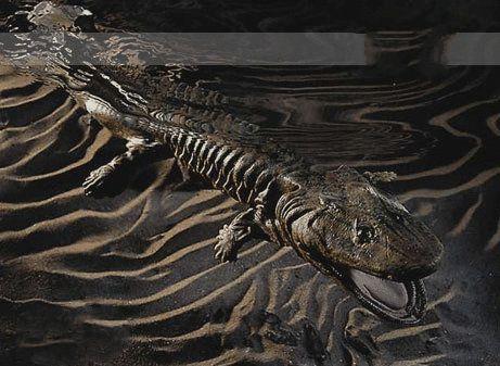 组图:地球史上第一个从水中爬向陆地享用空气