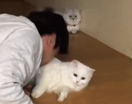 一直被嫌弃可不是喵星人的错!