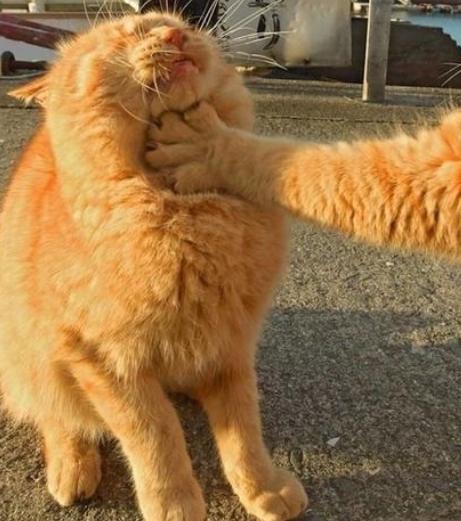 橘猫突然对同伴使出锁喉功错愕的同时往后面一看,瞬间笑喷到不行