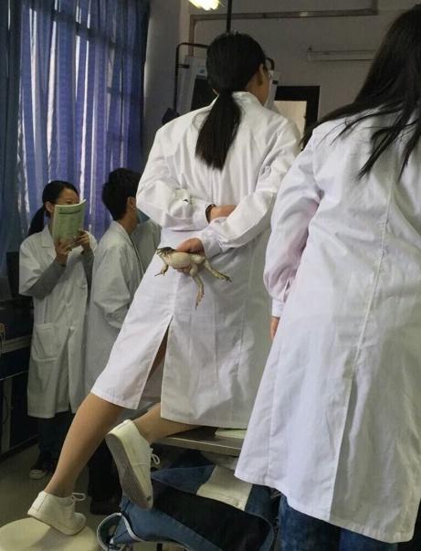 上解剖课她居然徒手抓,网友:学医的妹子真是不好惹的