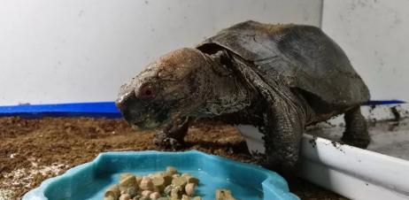 锯缘摄龟简介及饲养