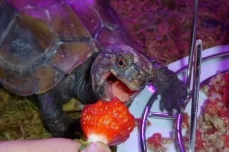 锯缘摄龟简介及饲养