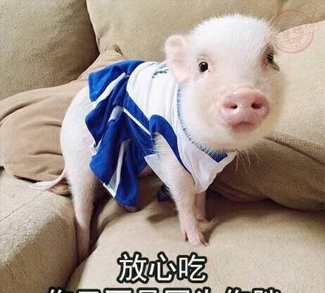 正在减肥的我看完这组表情包后又去心安理得的胡吃海喝了