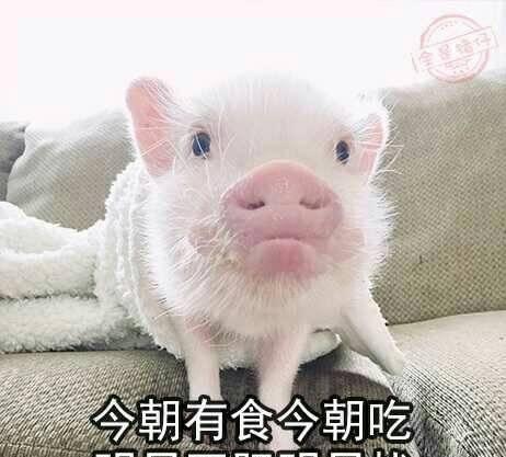 正在减肥的我看完这组表情包后又去心安理得的胡吃海喝了