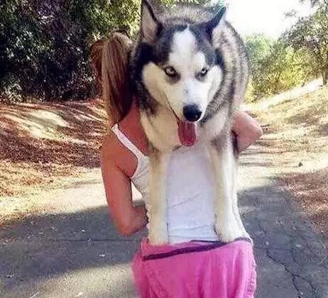 为什么狗狗出门溜达后不愿意回家呢?来看看狗