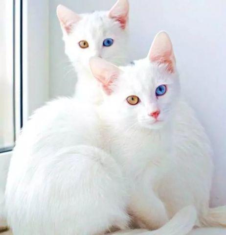 世界上最贵的6种猫, 爱猫人士的终极目标