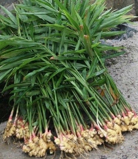 家里阳台种姜,只需简单几招,收获的姜一年都吃