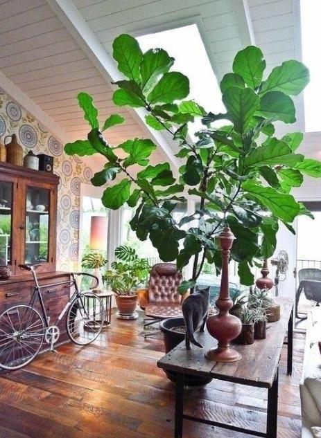 这10种大型室内植物, 摆在家里和办公室最好不过啦, 招财又健康