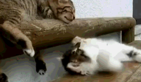 小猫咪看小伙伴睡得跟死猪一样,就千方百计捣乱太搞怪