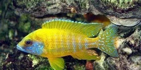 姿势篇|饲养三湖慈鲷鱼的十大陨石坑