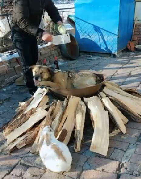 狗主人直播炖狗肉,不过狗狗非常无聊,甚至都要睡着了
