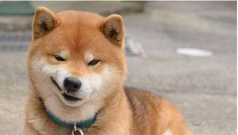 各种表情的柴犬,你见过吗?真的是太萌了!