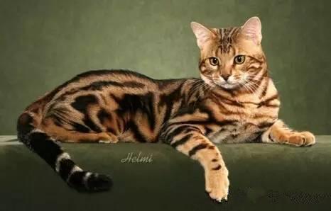 为什么这辈子一定要养一只孟加拉豹猫?