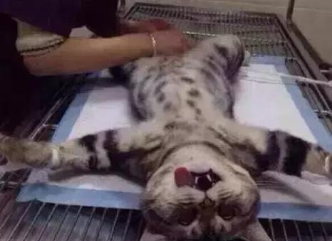 猫咪自白:没有蛋蛋的悲伤