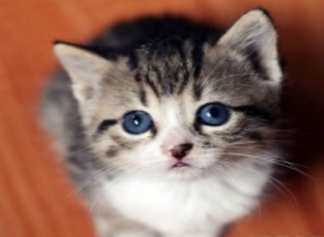 做梦时梦见猫是什么原因,有何含义?