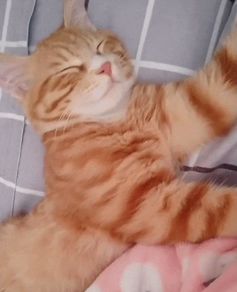 一只喜欢揪着主人耳朵睡觉的橘猫, 一松开立马就醒, 主人很是无奈