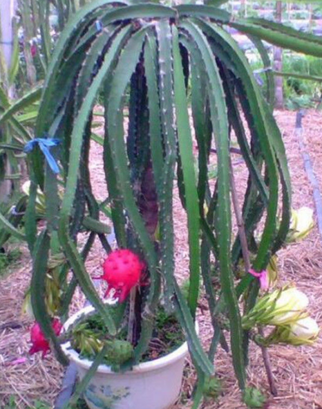 别再买火龙果了,可以进来看看这篇文章