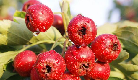 那些你以为的凉性水果,看看你都对了吗?