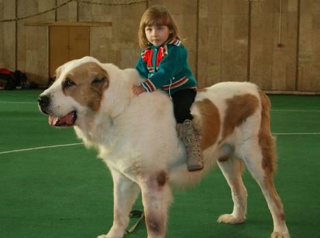 其貌不扬的中亚牧羊犬战斗力惊人秒杀藏獒