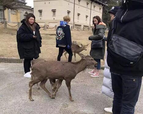 鹿晗陪关晓彤去日本旅游看鹿,一个小细节看出