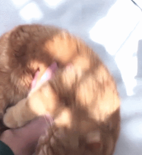 过年把猫丢家里5天, 主人一回来就安慰猫猫, 结果猫咪