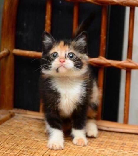 爱猫急性心脏病发骤然辞世,辛苦了孩子 痛痛不